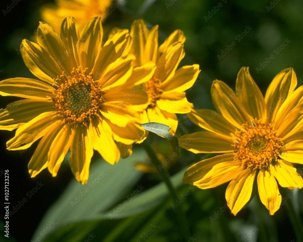 Flowers close view background. Natural flower shape, garden plants Flowers close view background. Natural flower shape, garden plants