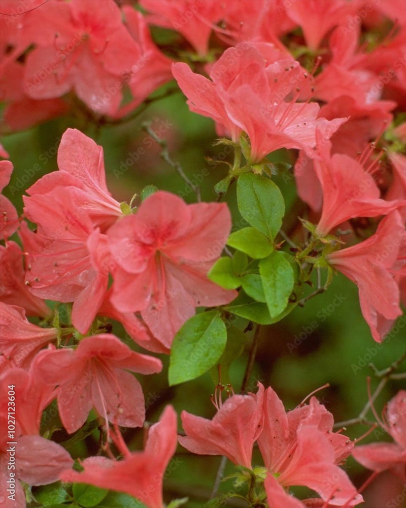 Flowers close view background. Natural flower shape, garden plants Flowers close view background. Natural flower shape, garden plants