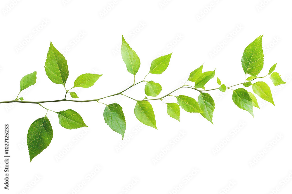 Fototapeta premium Green Leaf Branch Isolated on Black Background