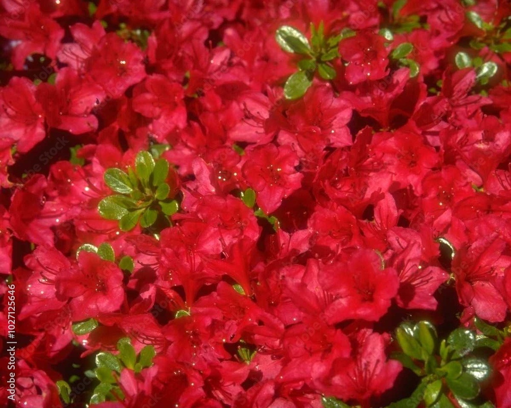 Flowers close view background. Natural flower shape, garden plants