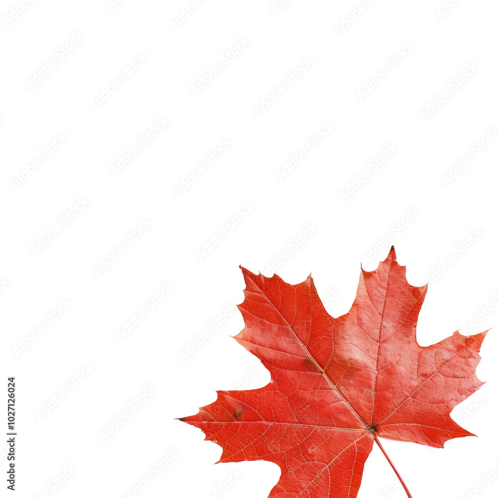 Vibrant Red Maple Leaf Isolated on White Background Creating a Stunning Autumn Aesthetic Vibrant Red Maple Leaf Isolated on White Background Creating a Stunning Autumn Aesthetic
