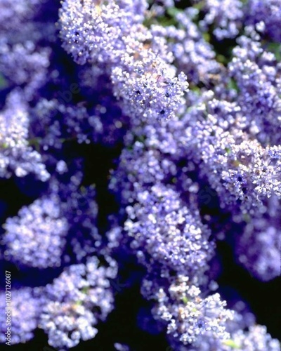 Flowers close view background. Natural flower shape, garden plants