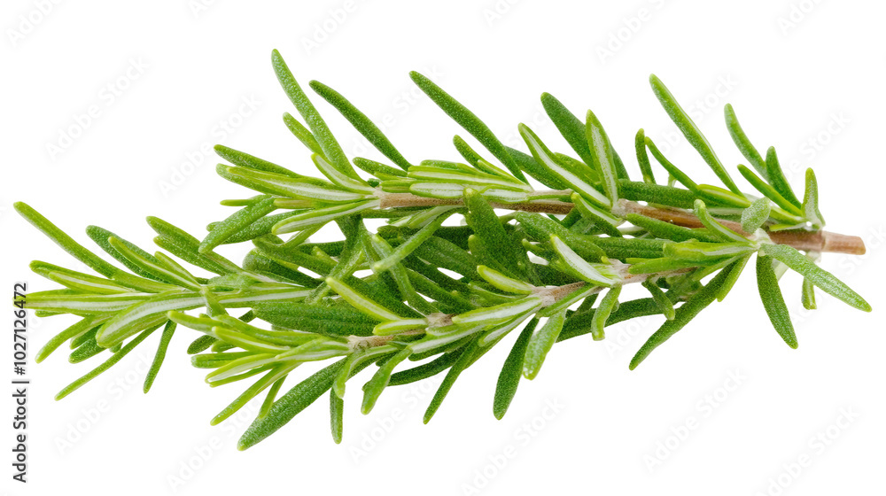 Fresh Rosemary Herb Sprig Perfect for Culinary Use and Aromatic Enhancements Fresh Rosemary Herb Sprig Perfect for Culinary Use and Aromatic Enhancements