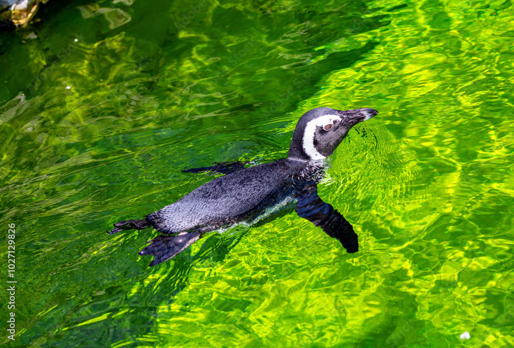 Pinguin Pinguine
Penguin Penguins Pinguin Pinguine
Penguin Penguins