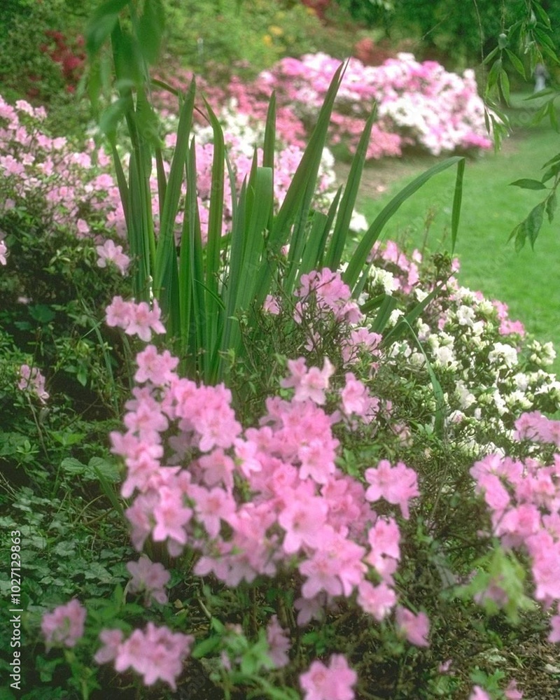 Flowers close view background. Natural flower shape, garden plants Flowers close view background. Natural flower shape, garden plants