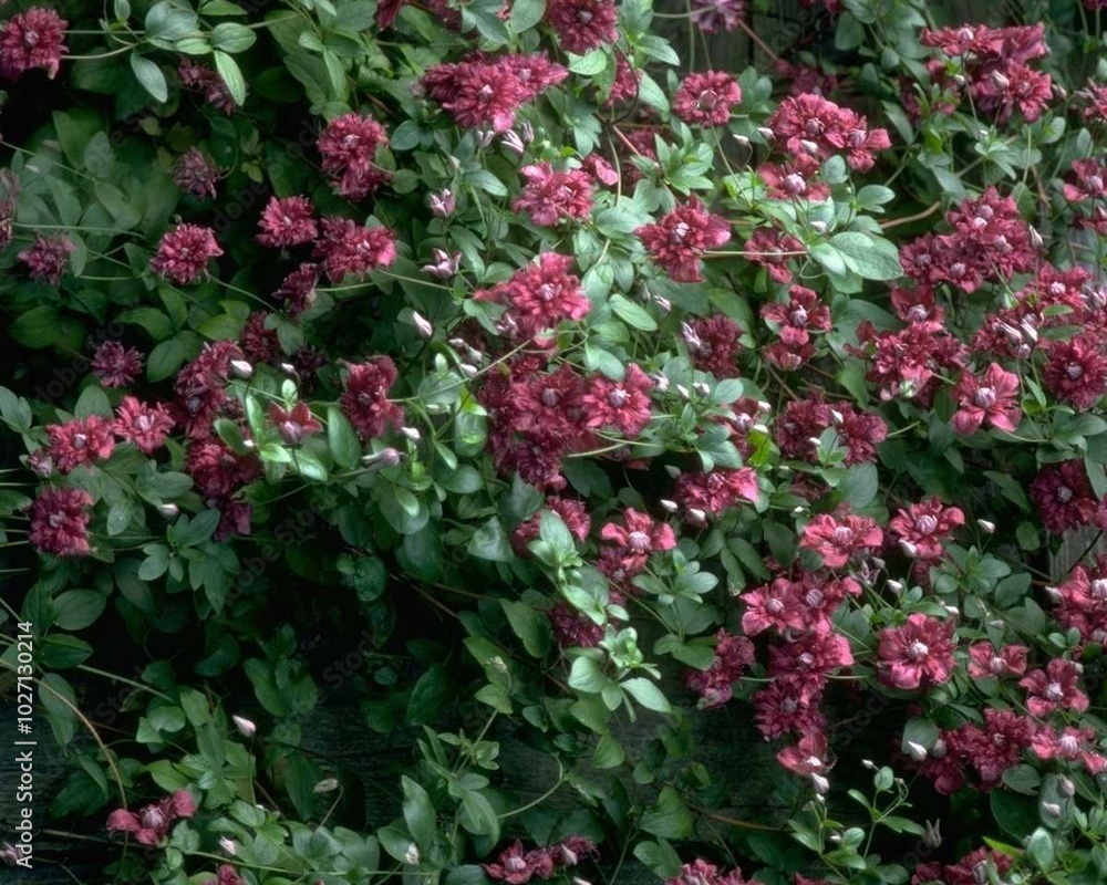 Flowers close view background. Natural flower shape, garden plants Flowers close view background. Natural flower shape, garden plants