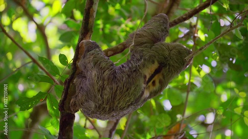 Three-toed sloth climbing in a tree