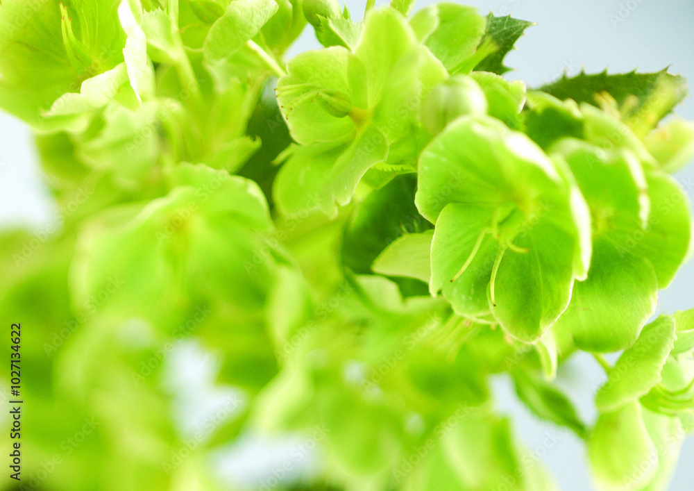 Flowers close macro view background, flower shape in detail Flowers close macro view background, flower shape in detail