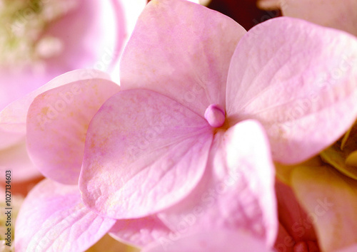 Flowers close macro view background, flower shape in detail