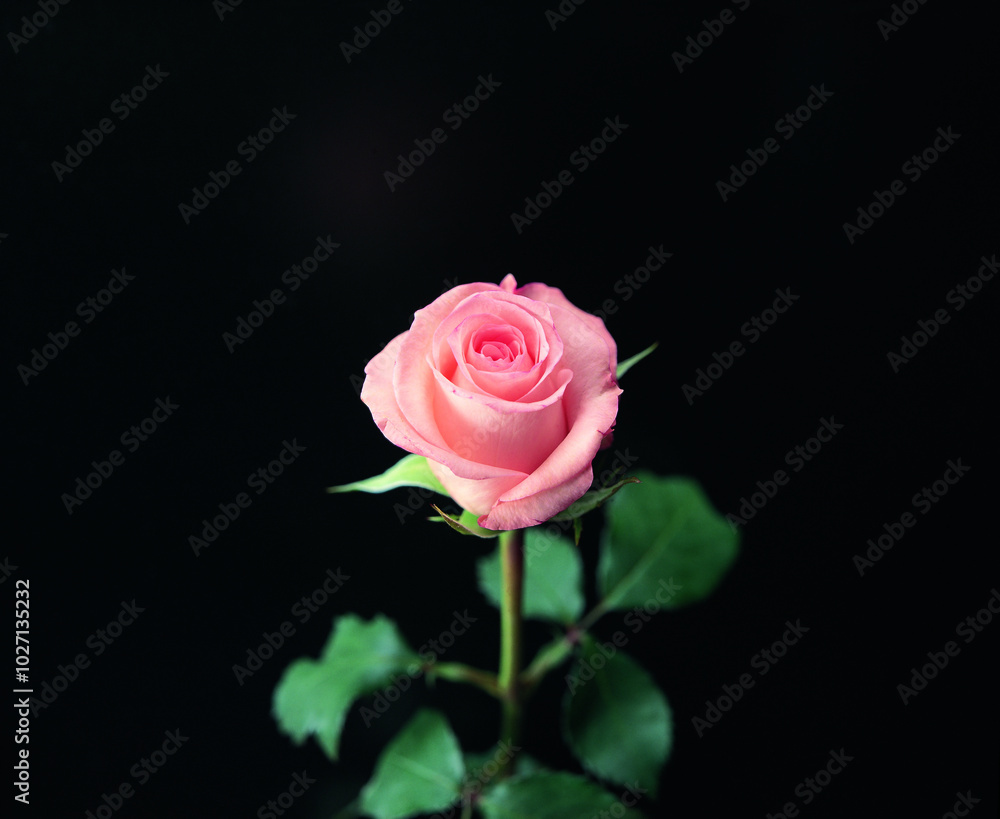 Rose flower close macro view background, roses in detail Rose flower close macro view background, roses in detail