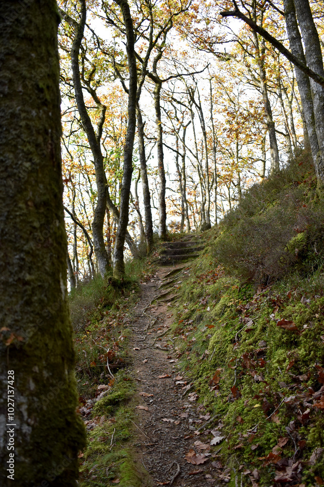 Fototapeta premium Forest in the park background, nature outside the city