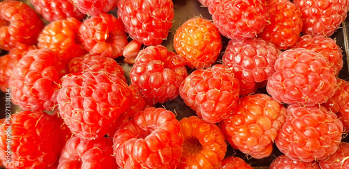 Photography Close-up of a raspberry. Panorama of red rubus berries.