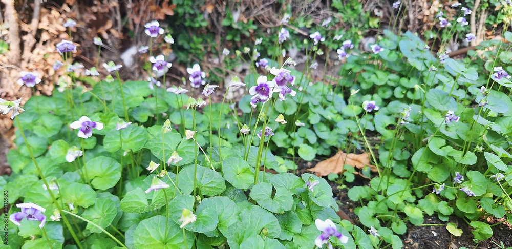 Viola hederacea bushes bloom in a city flowerbed. Panorama. Viola hederacea bushes bloom in a city flowerbed. Panorama.