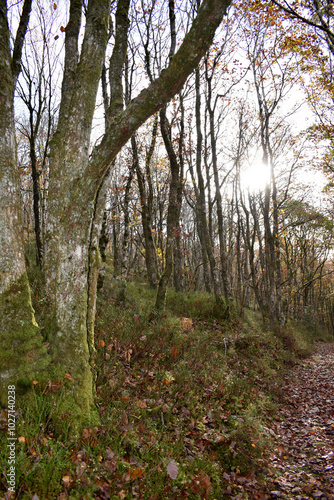 Forest in the park background, nature outside the city