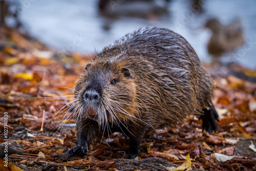 Canvas Print river nutria in the park in autumn