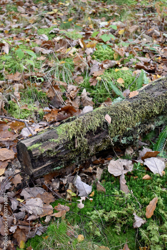 Forest in the park background, nature outside the city