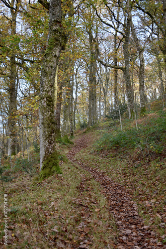 Forest in the park background, nature outside the city