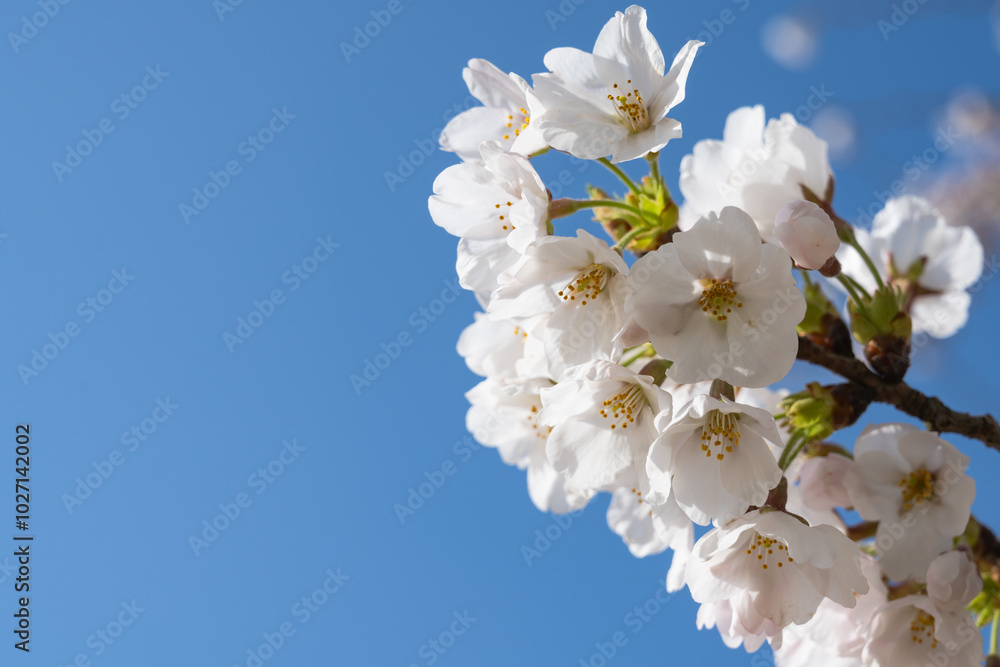 晴れた空と満開の桜