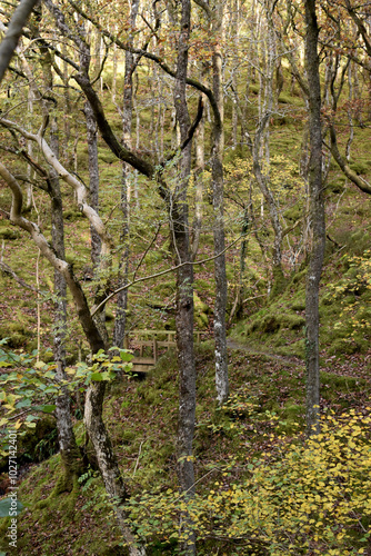 Forest in the park background, nature outside the city