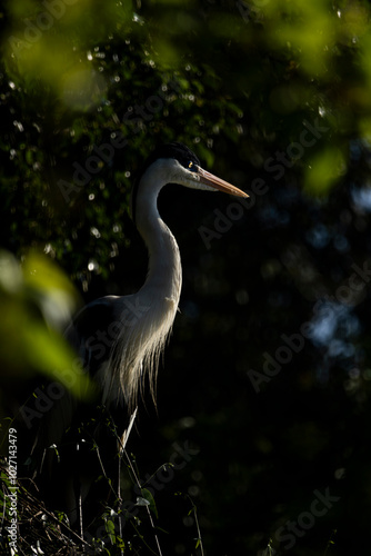 Garça no Parque da Aclimação, São Paulo