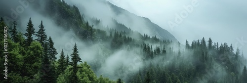 Misty Mountain Forest Scenery in Morning Light