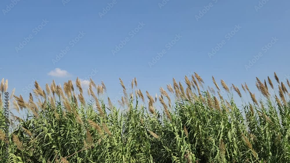 Giant reeds (Arundo donax) on the edge of an irrigation canal in Mediterranean region in autumn Giant reeds (Arundo donax) on the edge of an irrigation canal in Mediterranean region in autumn