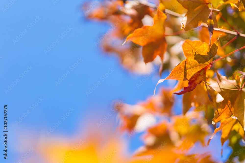 A frame of yellow and orange maple leaves against a blue sky on an autumn sunny day in October. A frame of yellow and orange maple leaves against a blue sky on an autumn sunny day in October.