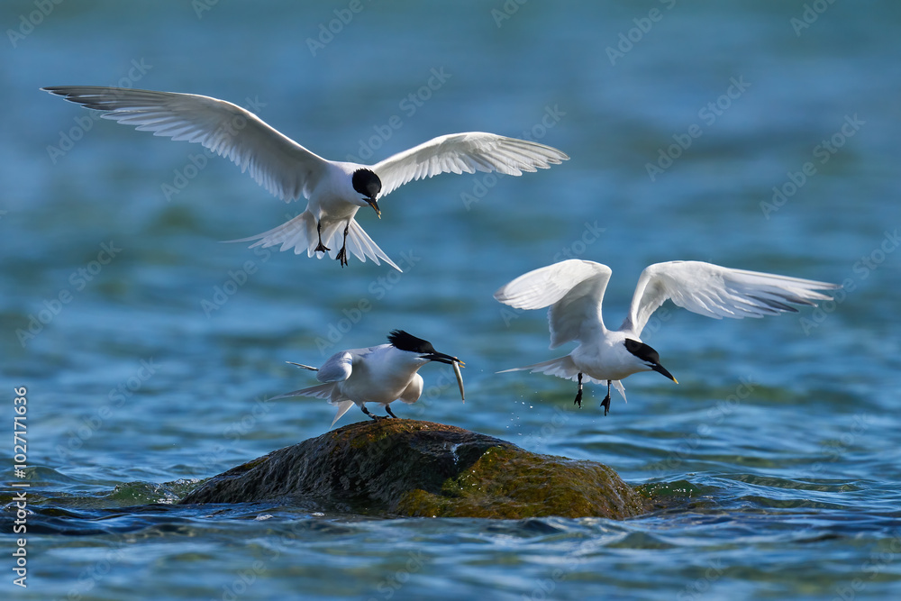 Sandwich tern (Thalasseus sandvicensis) Sandwich tern (Thalasseus sandvicensis)