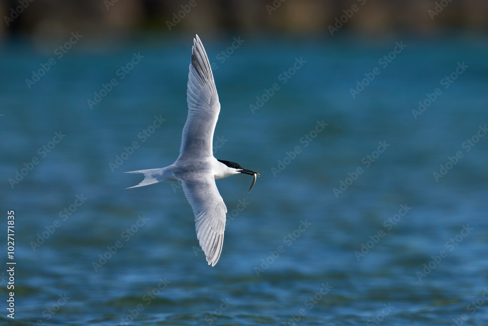 Obraz premium Sandwich tern (Thalasseus sandvicensis)