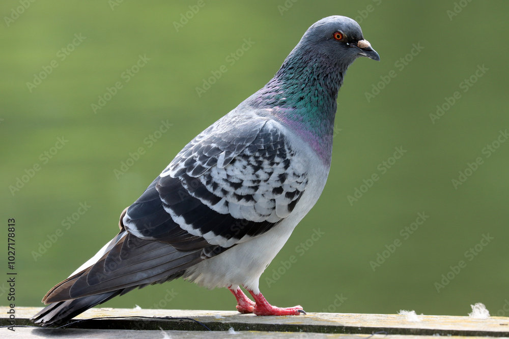 Obraz premium Feral pigeon