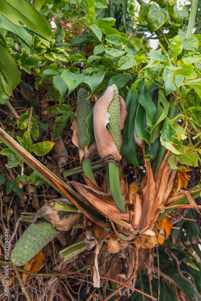 Developing Monstera fruit wrapped in a drying sheath with lush foliage in the background. Developing Monstera fruit wrapped in a drying sheath with lush foliage in the background.