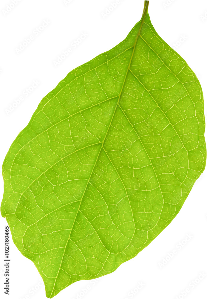 Obraz premium Natural green leaf isolated on white background