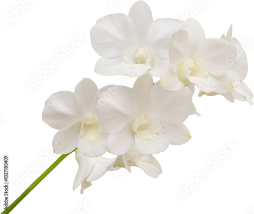 Beautiful white orchid flower isolated on white background photo