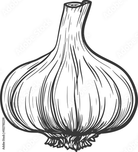 Garlic drawing clipart design illustration