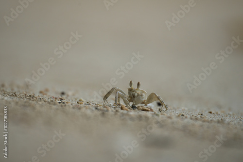 Ghost crab digging the whole after a high tide, Mahe, Seychelles photo