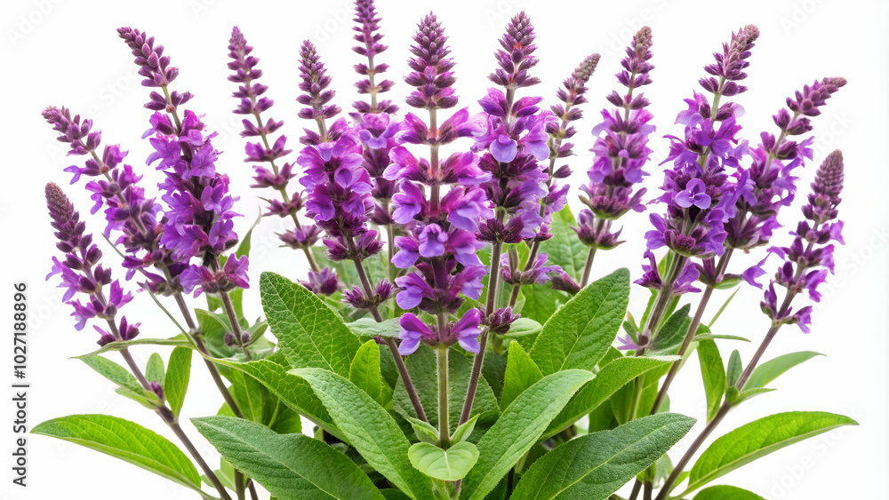 Naklejka premium Vibrant sage plant with purple blossoms isolated on white background
