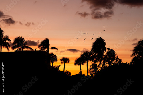 Beautiful orange sunset with silhouettes of palm trees moving through the air in Miami and birds flying overhead.