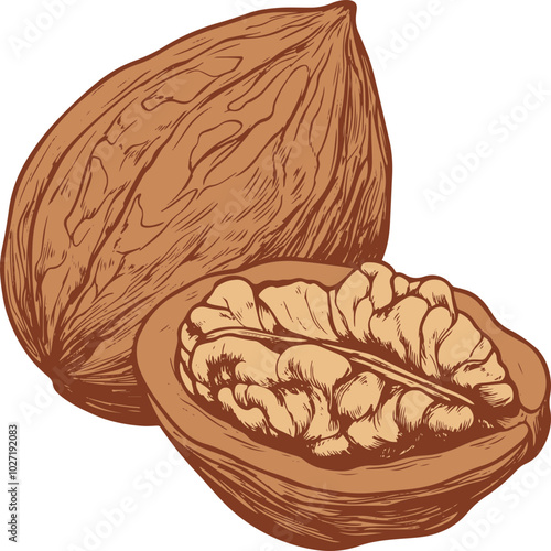 Walnut drawing clipart design illustration