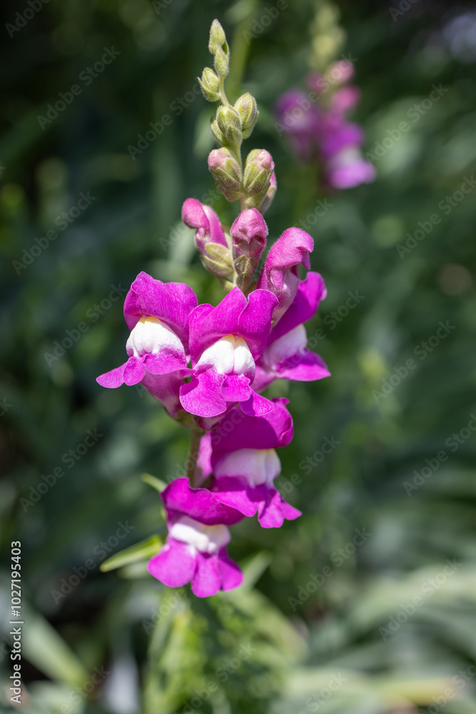 Fototapeta premium Close-up vertical photo of a vibrant pink snapdragon flower blooming in a garden The detailed image captures the flower bright colors and delicate petals against a blurred green background