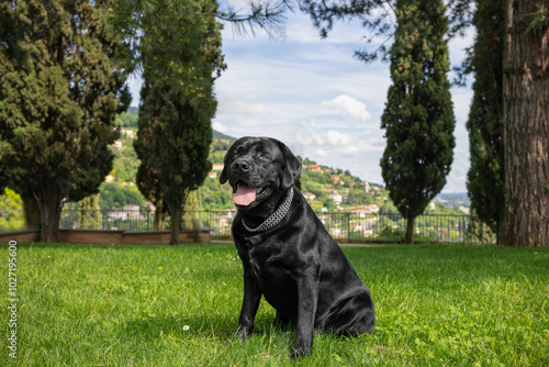 A happy black Labrador sits on green grass, surrounded by tall trees with a picturesque hillside town in the background. The dog shiny coat and joyful expression make it the focal point