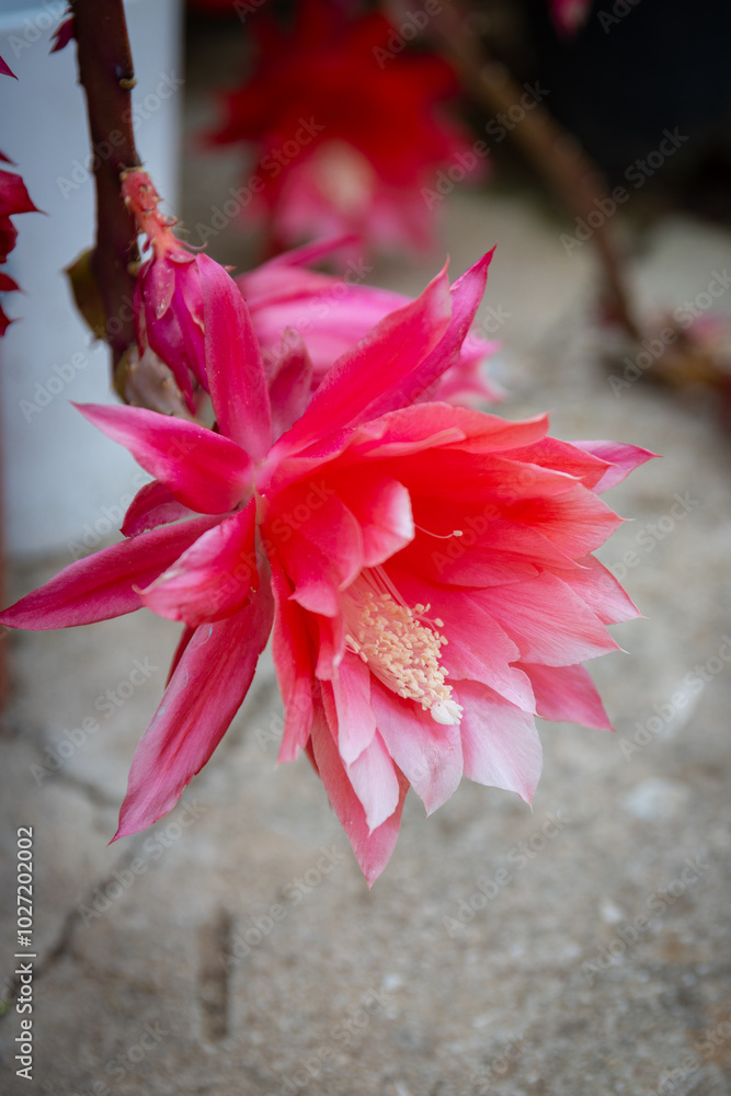 Christmas cactus flower close up, detail