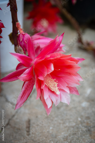 Obraz na płótnie Christmas cactus flower close up, detail w salonie