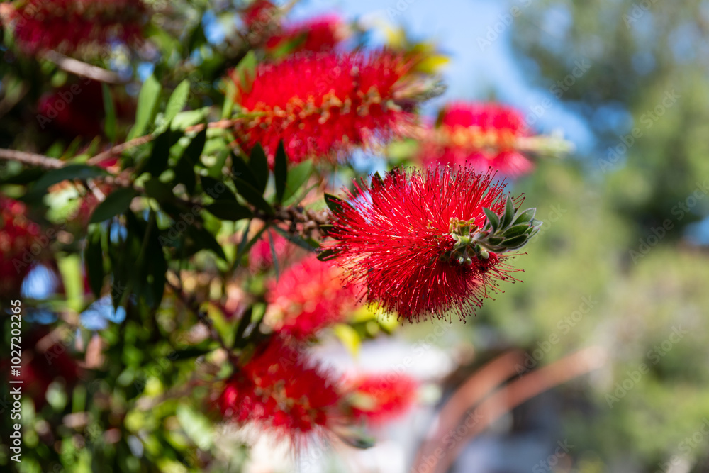 Callistemon citrinus (Callistemon, bottlebrushes) flowers
