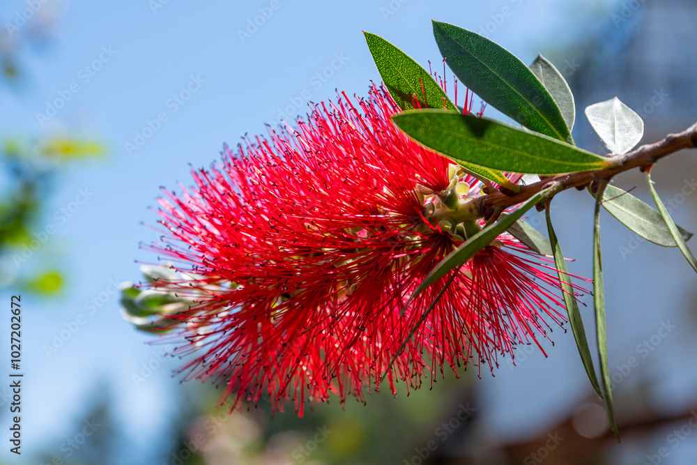 Callistemon citrinus (Callistemon, bottlebrushes) flower