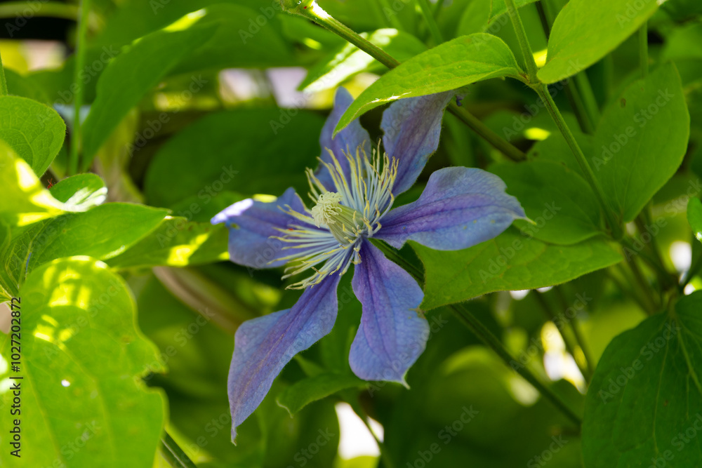 Clematis blue purple flower in house garden