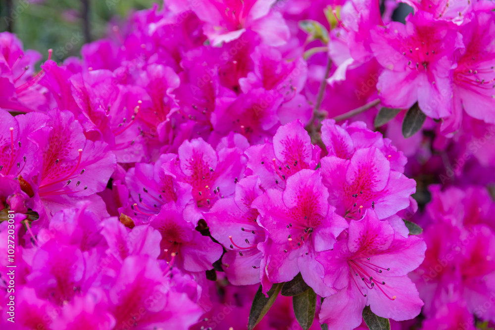 Azalea (Rhododendron) with bright fuchsia flowers detail