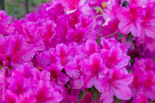 Azalea (Rhododendron) with bright fuchsia flowers detail