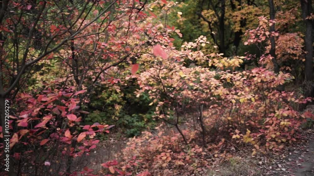 Walking Through Autumn Colors. Golden Trails of the Fall Forest. Pathway Through Autumn Leaves Walking Through Autumn Colors. Golden Trails of the Fall Forest. Pathway Through Autumn Leaves