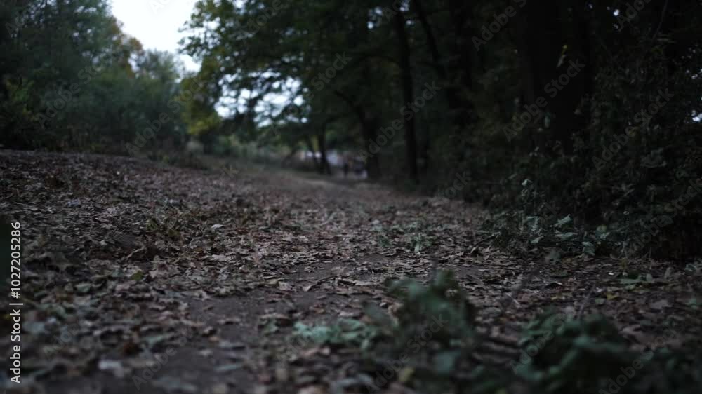 Walking Through Autumn Colors. Golden Trails of the Fall Forest. Pathway Through Autumn Leaves Walking Through Autumn Colors. Golden Trails of the Fall Forest. Pathway Through Autumn Leaves