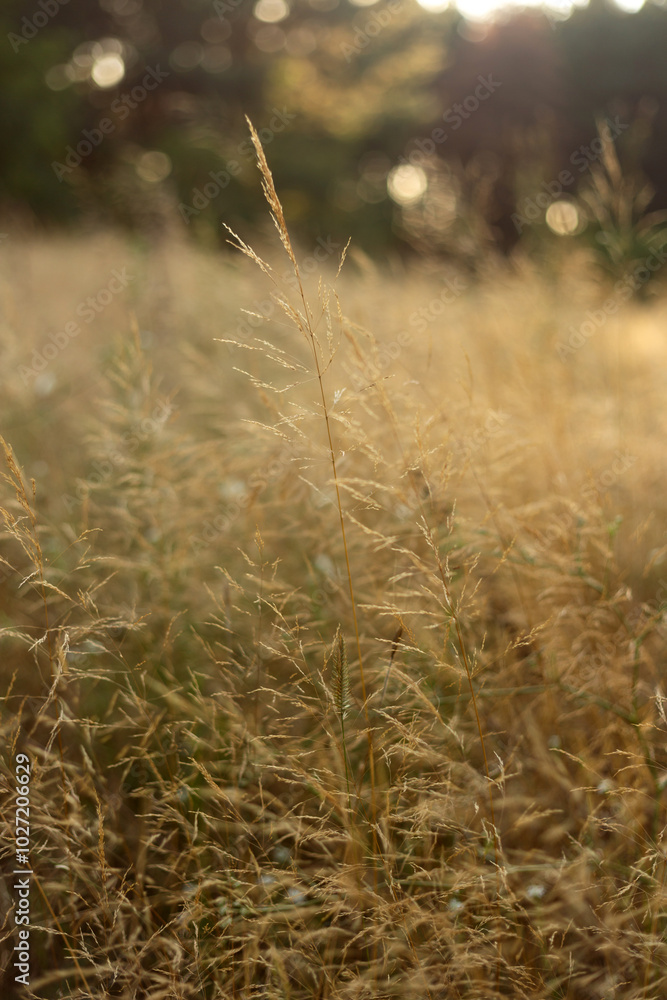 Autumn Blooms and Grasses: A Symphony of Fall Colors Autumn Blooms and Grasses: A Symphony of Fall Colors